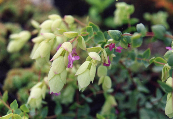 Origanum libanoticum (Hop-flowered Oregano)