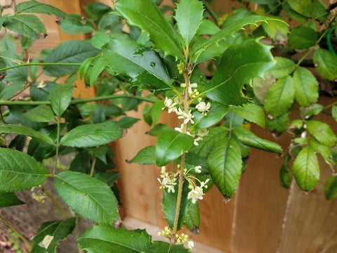 Osmanthus x fortunei 'San Jose'