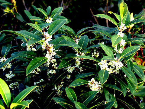 Osmanthus decorus aka Phillyrea decora