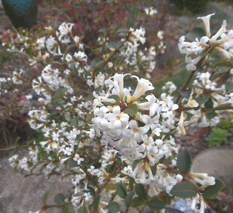 Osmanthus delavayi