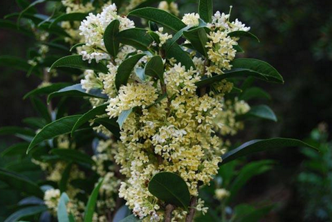 Osmanthus fragrans 'Nanjing's Beauty' (aka O. Fudingzhu, Sweet Olive)