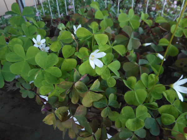 Oxalis oregana - Redwood Sorrel