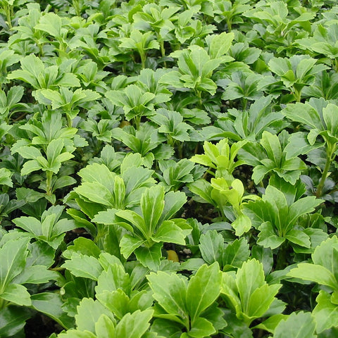 Pachysandra terminalis 'Green Sheen'