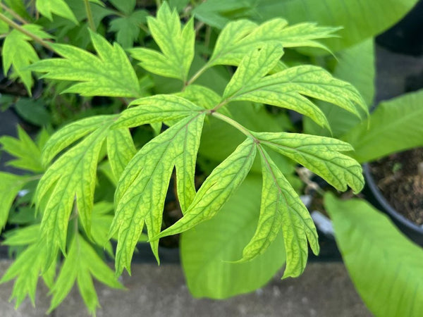 Paeonia lutea 'Ludlowii,' aka Paeonia ludlowii