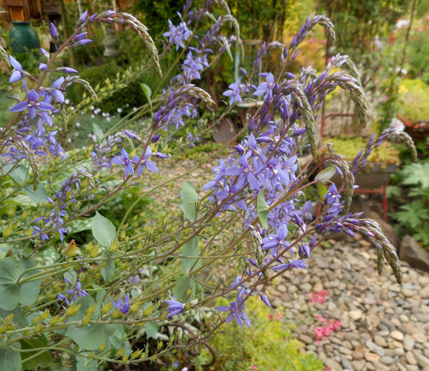 Derwentia perfoliata (aka Parahebe perfoliata, Digger's Speedwell)