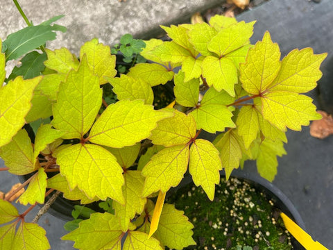 Parthenocissus tricuspidata 'Fenway Park'