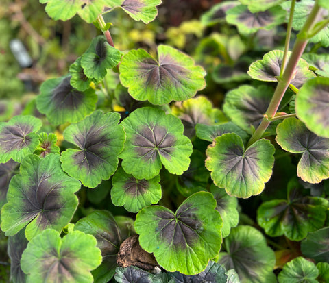 Pelargonium 'Tijuana Bronze' (aka Zonal Geranium)