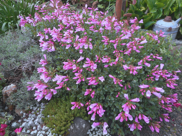 Penstemon rupicola