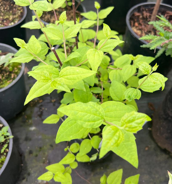 Philadelphus coronarius 'Aureus'