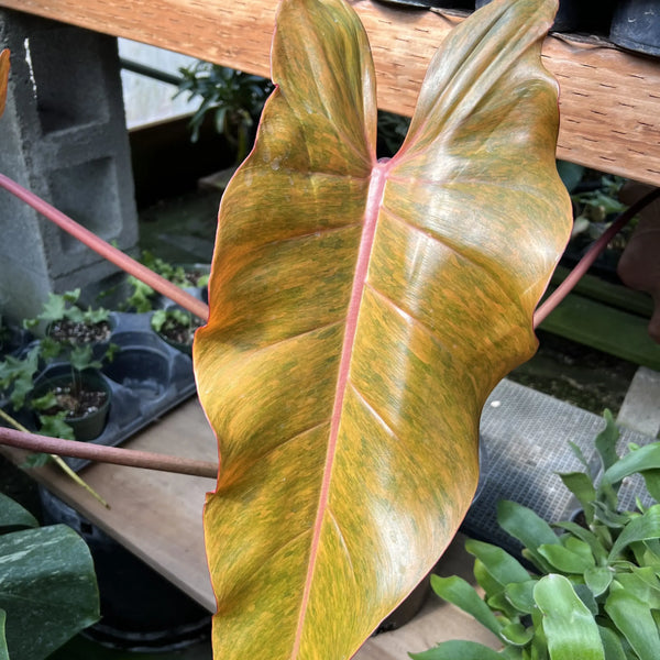 Philodendron 'Quad Color'