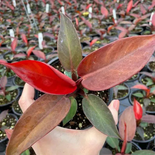 Philodendron 'Sun Red'