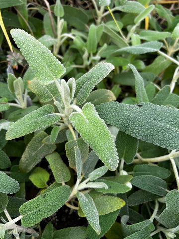 Phlomis purpurea [white-flowered form] (aka Jerusalem Sage)