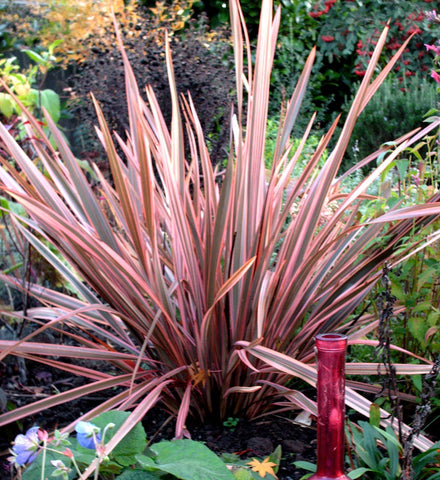 Phormium 'Sundowner'