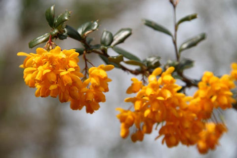 Berberis darwinii