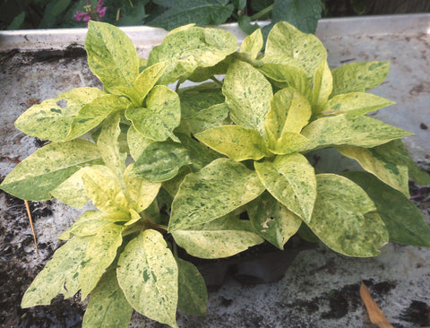 Phytolacca americana 'Variegata'