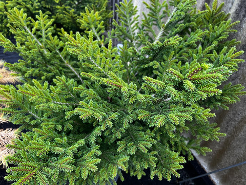 Picea orientalis 'Bergman's Gem' (Bergman's Gem Oriental Spruce)