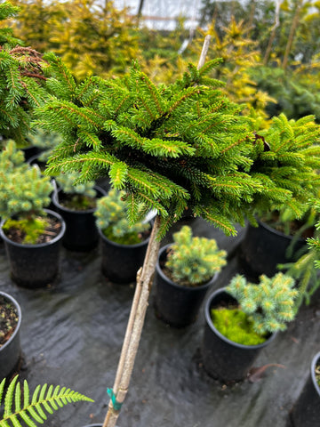 Picea orientalis 'Tom Thumb'