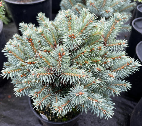 Picea pungens 'Blue Pearl' (Blue Pearl Colorado Spruce)