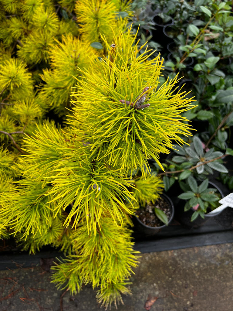 Pinus contorta var. latifolia 'Chief Joseph' (Chief Joseph Lodgepole P ...