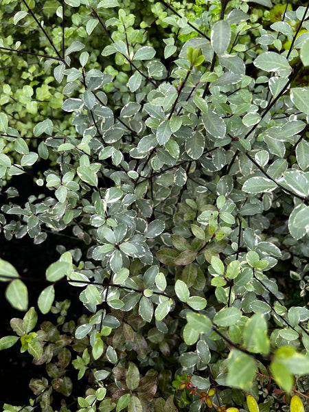 Pittosporum tenuifolium 'Victoria'