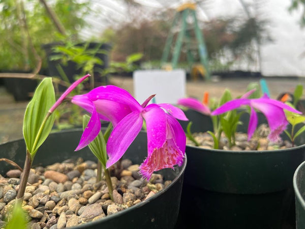 Pleione 'Tongario'