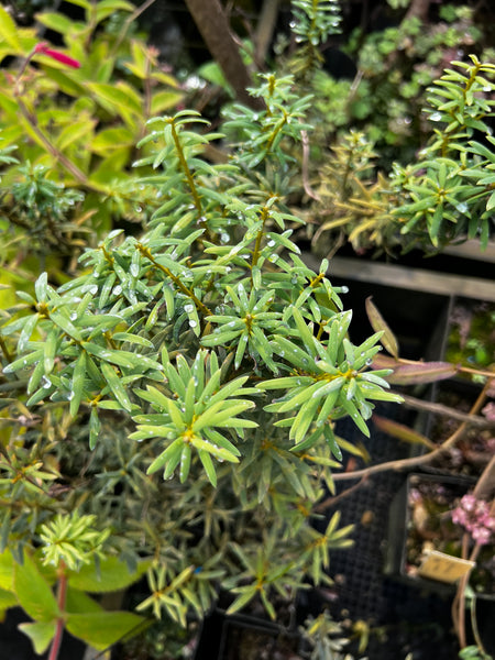 Podocarpus alpinus - Green form [Seattle Arboretum]