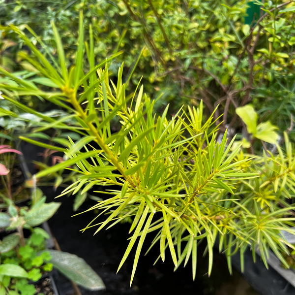 Podocarpus parlatorei [cl 1 Cistus plant]