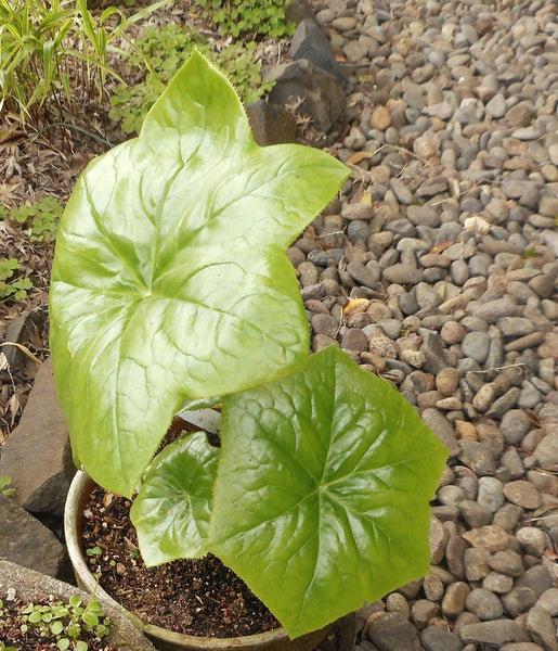 Podophyllum pleianthum