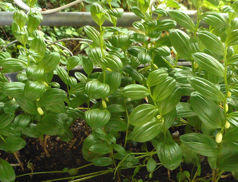 Polygonatum humile