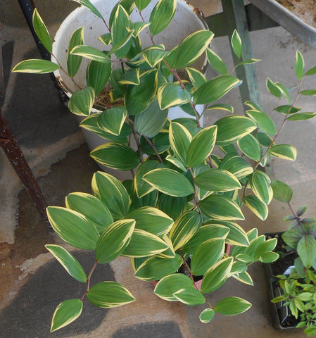 Polygonatum odoratum 'Variegatum'