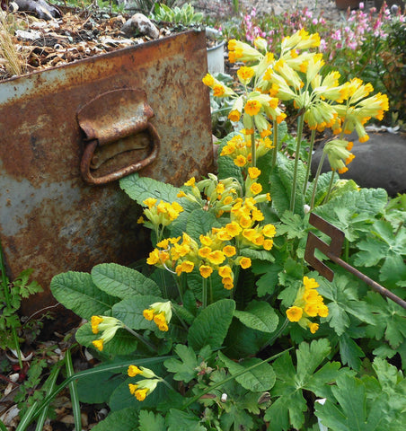 Primula veris