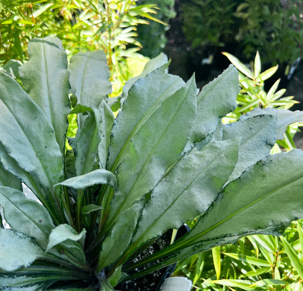 Pulmonaria longifolia 'Diana Clair' aka Diana Clair Lungwort