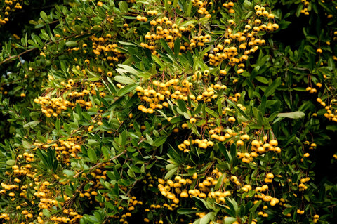 Pyracantha 'Gold Rush'