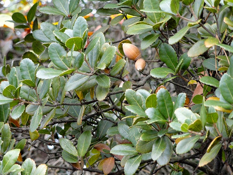 Quercus phillyreoides