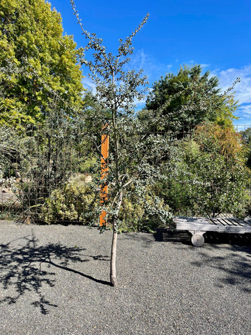 Quercus rotundifolia