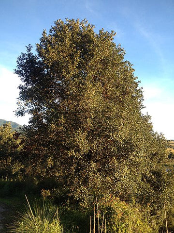 Quercus rugosa  aka Netleaf Oak