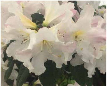 Rhododendron 'Else Frye' (Elsie Frye)