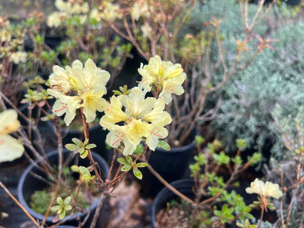 Rhododendron 'Chikor'