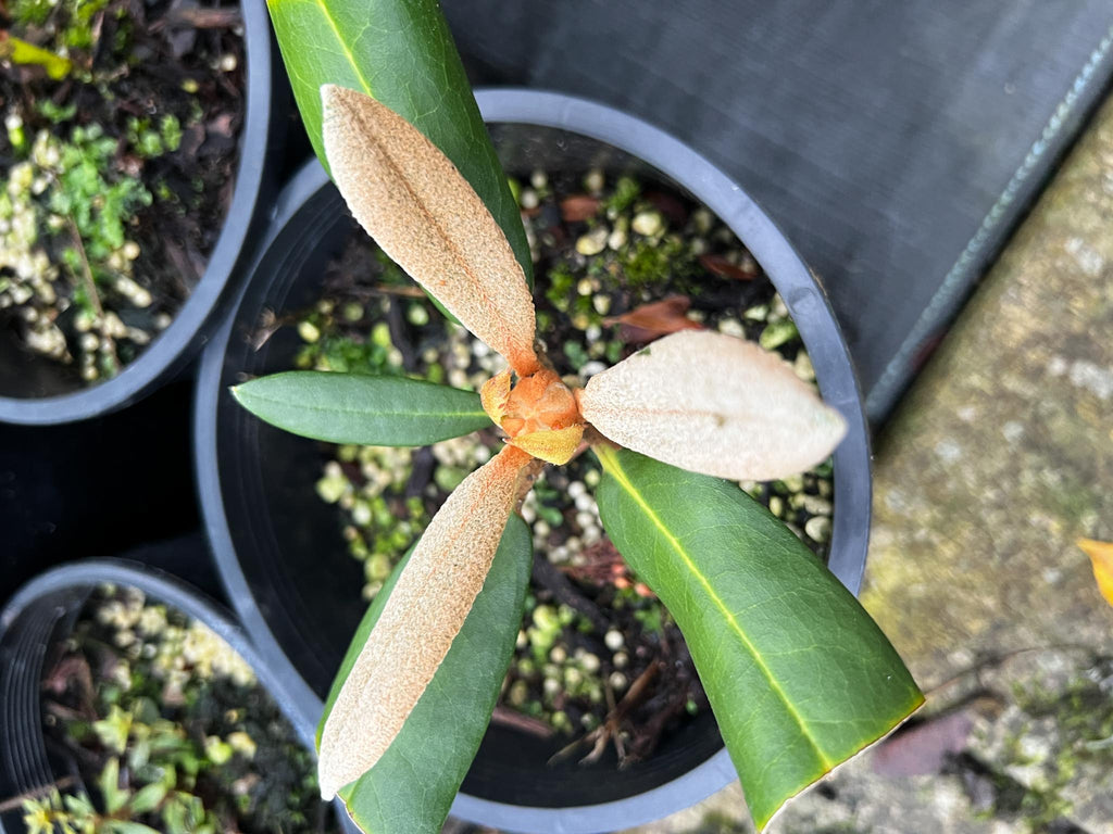 Rhododendron 'Cinnamon Bear' – plant lust
