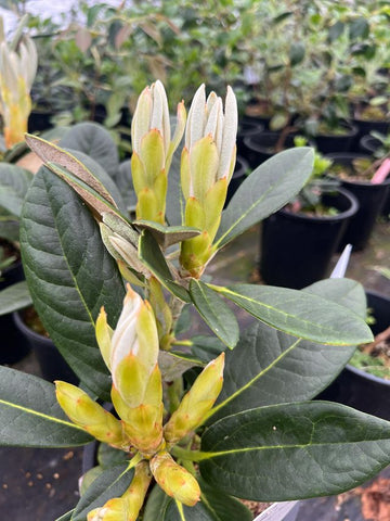 Rhododendron 'Laramie'