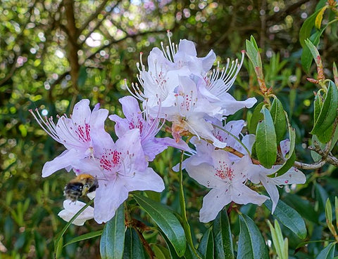 Rhododendron davidsonianum