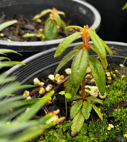 Rhododendron diversipilosum 'Milky Way'