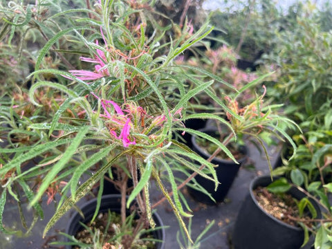 Rhododendron stenopetalum 'Linearifolium' (aka Spider Azalea)