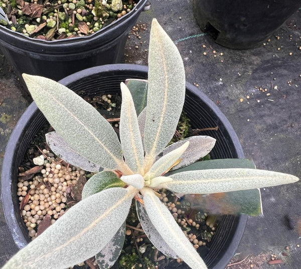 Rhododendron yak-pac '[Dark foliage]