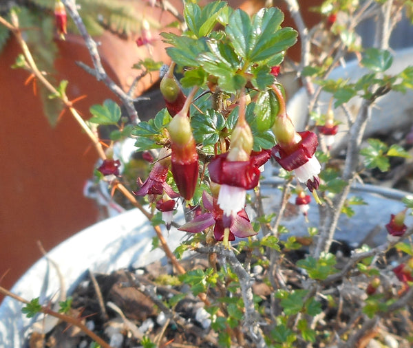 Ribes roezlii (aka Sierra Gooseberry)