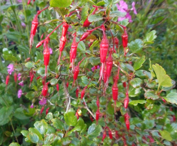 Ribes speciosum 'Rana Creek' (aka Fuchsia Flowered Gooseberry)