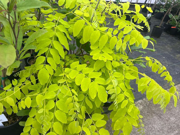 Robinia pseudoacacia 'Frisia'