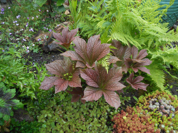 Rodgersia 'Bronze Peacock' PP24780