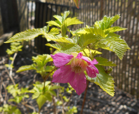 Rubus spectabilis 'Golden Ruby'