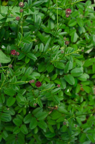 Sanguisorba officinalis 'Tanna'